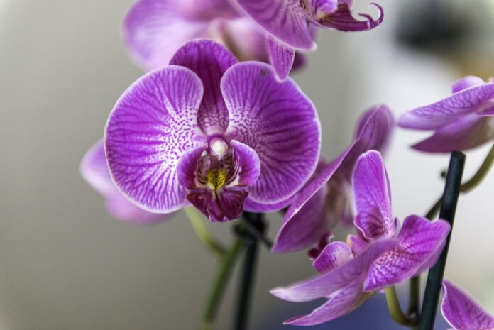 orchid 4068853 1920 orchid 4068853 1920