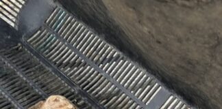 Wystrys brodorol Sir Benfro. oysters 3