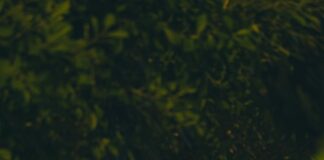 Transform your garden for spring with smart lighting pexels birkant cakar 282193416 14620585