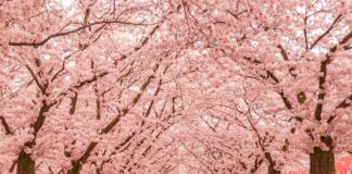 The World in Bloom: Affordable Spring Flower Destinations Outside of Europe pexels sevda ozdemir 30985330 14978029