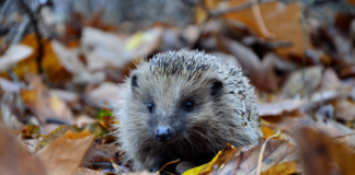 National Hedgehog Day: Britons encouraged to help hedgehogs in the garden unnamed