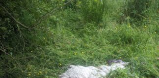 Two Shetland ponies – one dead and one alive – in “very poor body” conditions unnamed 4