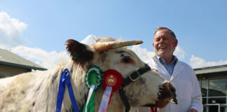 Celebration of rural life at 2025 Royal Welsh Spring Festival 2024 Royal Welsh Spring Festival cattle