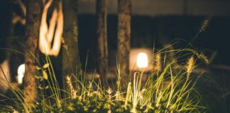 7 ways to make garden look expensive on a budget 6dc667d5 7e1f 439e 8a3a 48b2444ee4a2