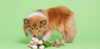 What spring flowers are toxic to dogs? 77b64d2b40b1ee331f1ce38f48f1110a5bd5ed03