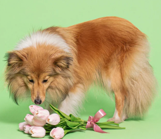 What spring flowers are toxic to dogs? 77b64d2b40b1ee331f1ce38f48f1110a5bd5ed03