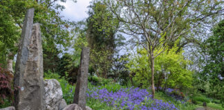 Discover the magical bluebell season in Mid Wales Bluebells @ Cae Hir Gardens