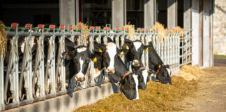 ForFarmers wins brewers’ yeast contract Brewers yeast is a high protein and high energy liquid feed scaled