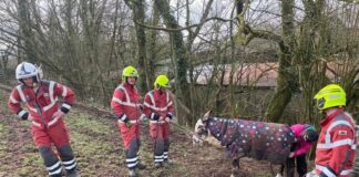 Firefighters Rescue Trapped Donkey in Pontantwn Donkey Rescue 01