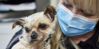 Animal impact ‘still felt on huge scale’ as nation remembers five years since first lockdown Dottie dog at RSPCA Burton branch scaled