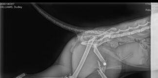 Cat’s leg amputated following air gun attack which shatters hip – in Swansea Valley Dudley X ray