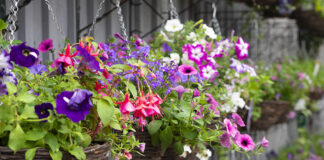 British Garden Centres guide to making the most of a small garden Hanging Baskets