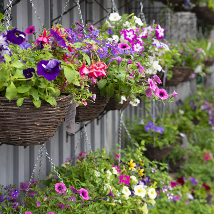 Hanging Baskets