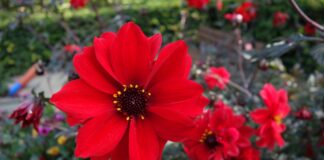 British Garden Centres guide to the summer bulbs you should be planting right now Image Bishop Of Llandaff