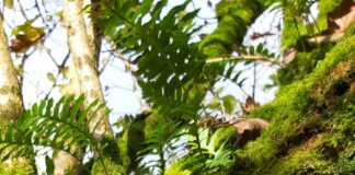 Adfer cennau coll yng nghoedwig law Geltaidd Sir Benfro Lp transplant 003 scaled