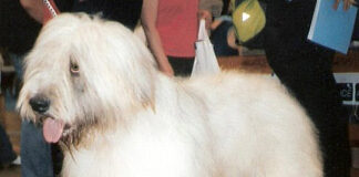 Crufts 2025: Most expensive and affordable breed groups Mioritic