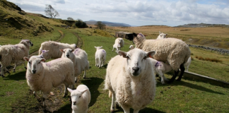 Farmer’s Union Concern As Sheep Meat Imports Surge Welsh Sheep