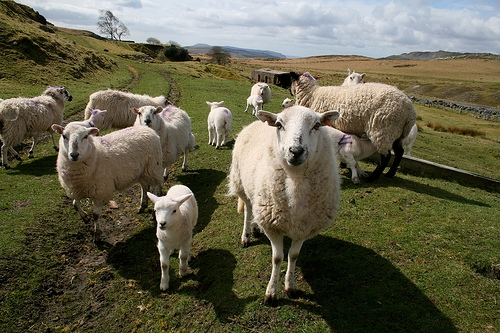 Welsh Sheep Welsh Sheep