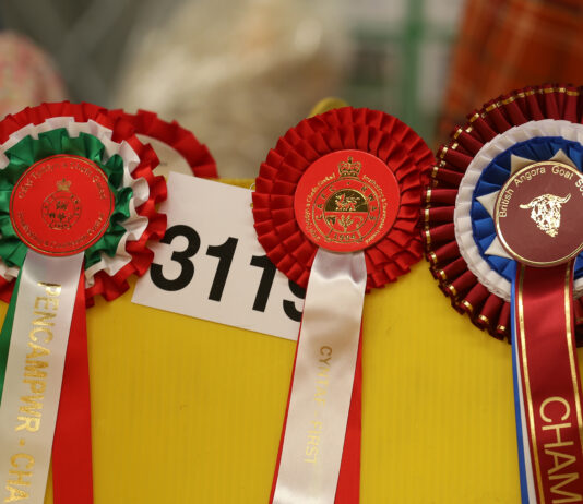 Spring Festival 2025 a6193c89 deab a4c4 de7f 58832e6f9848 scaled