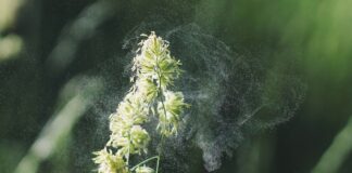 Hay Fever Season: Nutritionist shares which foods may help to lessen symptoms and debunks age-old myth alex jones ZAoR6t7mvoM unsplash 1