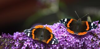 Embracing World Wildlife Day with British Garden Centres butterflies 7355320 1920 1