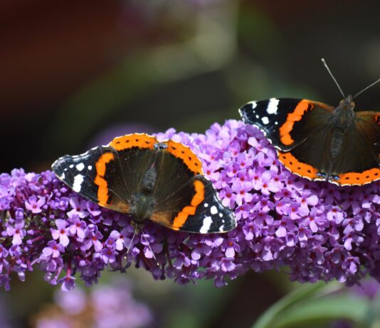 Embracing World Wildlife Day with British Garden Centres butterflies 7355320 1920 1