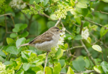 7 ways to help birds during breeding season d9906ed5 dba0 4fe9 a686 a702f4a5c8ca