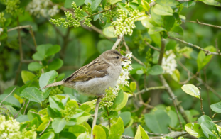 7 ways to help birds during breeding season d9906ed5 dba0 4fe9 a686 a702f4a5c8ca