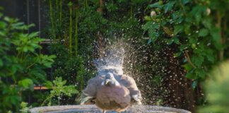 Teabags and ketchup could be the secret to sparkling garden furniture dove 7428958 1280