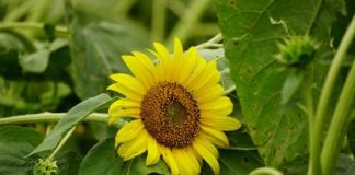 ‘Forest bathe’ in one of Wales’ largest woodlands ec72e45dc50284a8beccae8ac162e49