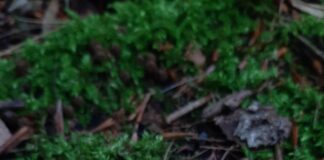 Eight natural ways to deter slugs and snails eggshell 4293503 1920