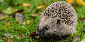 How you can help hedgehogs coming out of hibernation hedgehog