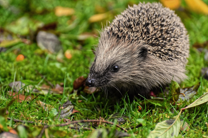 hedgehog