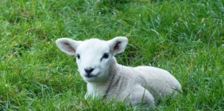 EASTER ESCAPES THAT CELEBRATE THE BEST OF SPRING lamb 4280668 1280