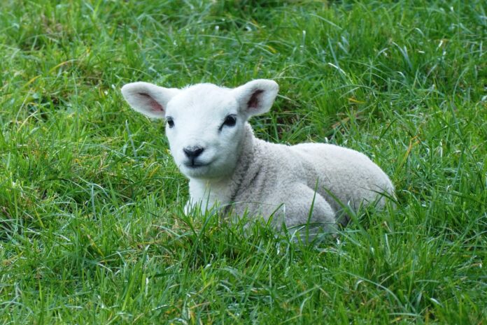 lamb 4280668 1280