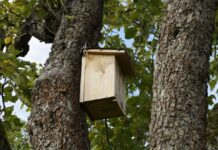 Tell-tale signs birds are nesting nearby nesting box 190828 1280