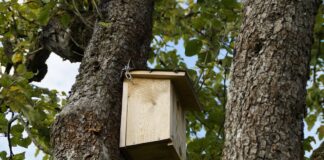 Tell-tale signs birds are nesting nearby nesting box 190828 1280
