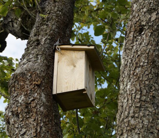 Tell-tale signs birds are nesting nearby nesting box 190828 1280