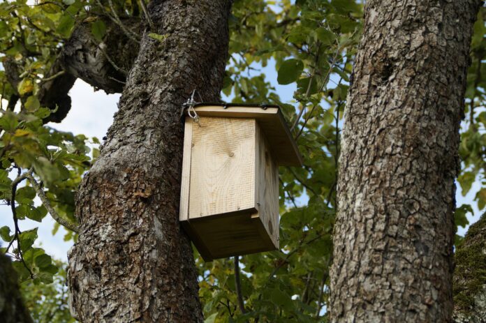 nesting box 190828 1280 nesting box 190828 1280