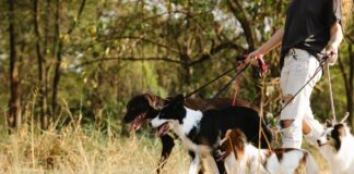 Ecologists warn off-lead dogs are putting vulnerable bird species at risk pexels blue bird 7210535