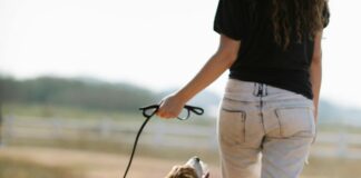 Dog Expert Shares Essential Tips for Responsible Countryside Walks This Spring pexels blue bird 7210708