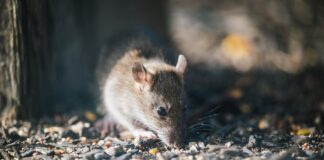 Landlords urged to avoid common costly mistakes pexels chris f 38966 19029037