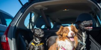 9 costly car mistakes dog owners make that could be costing them hundreds pexels kampus 8734473