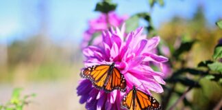 How you can help butterflies in your garden pexels leah newhouse 50725 618903