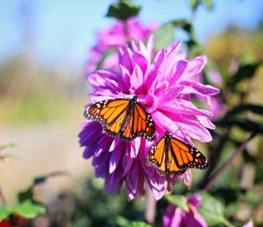 How you can help butterflies in your garden pexels leah newhouse 50725 618903
