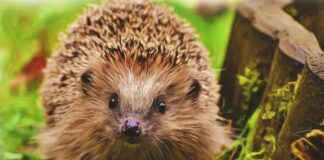 How you can help wildlife emerging from hibernation pexels pixabay 260143 scaled