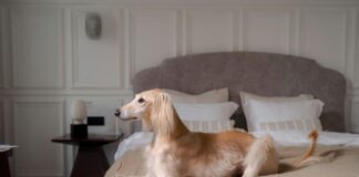 Afghan Hounds’ lifetime cost revealed—one of most expensive breeds at Crufts pexels ron lach 10117507 scaled