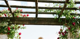 Turn your pergola into a floral haven with these eight climbing plants pexels victor katikov 198263373 15610954