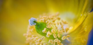 Expert reveals tips to banish pollen from clothing to keep allergies at bay poppy 5259106 1280