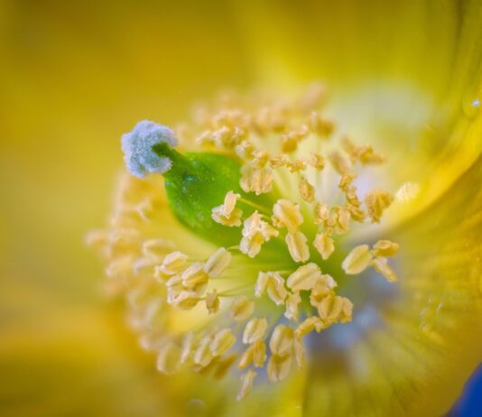 Expert reveals tips to banish pollen from clothing to keep allergies at bay poppy 5259106 1280
